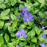 Beautify Shady Outdoor Locations with Flowering Vinca Plants