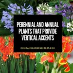 Upright Growing Container Plants: Perennial and Annual Plants that Provide Vertical Accents