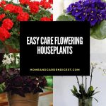 Easy Care Flowering Houseplants