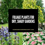 Foliage Plants for Dry, Shady Gardens