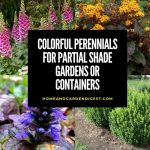 Colorful Perennials for Partial Shade Gardens or Containers