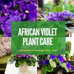 How To Grow and Care for African Violet Plant