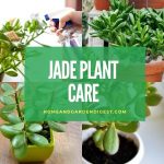 Jade Plant: How To Grow and Care for Jade Plants