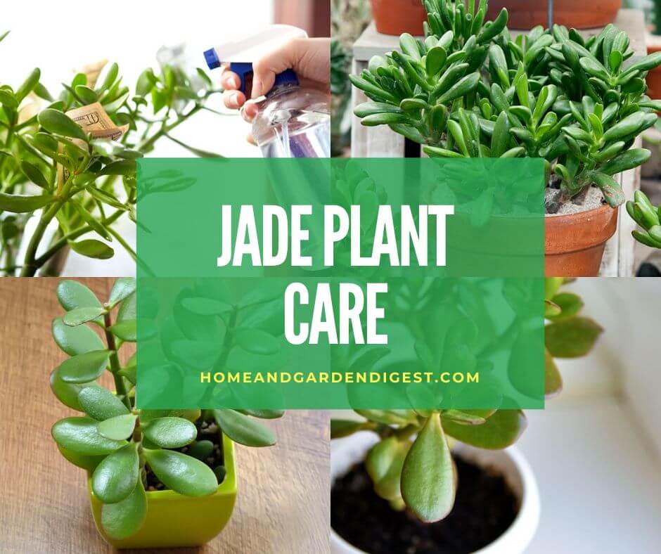 How to care jade plant indoor