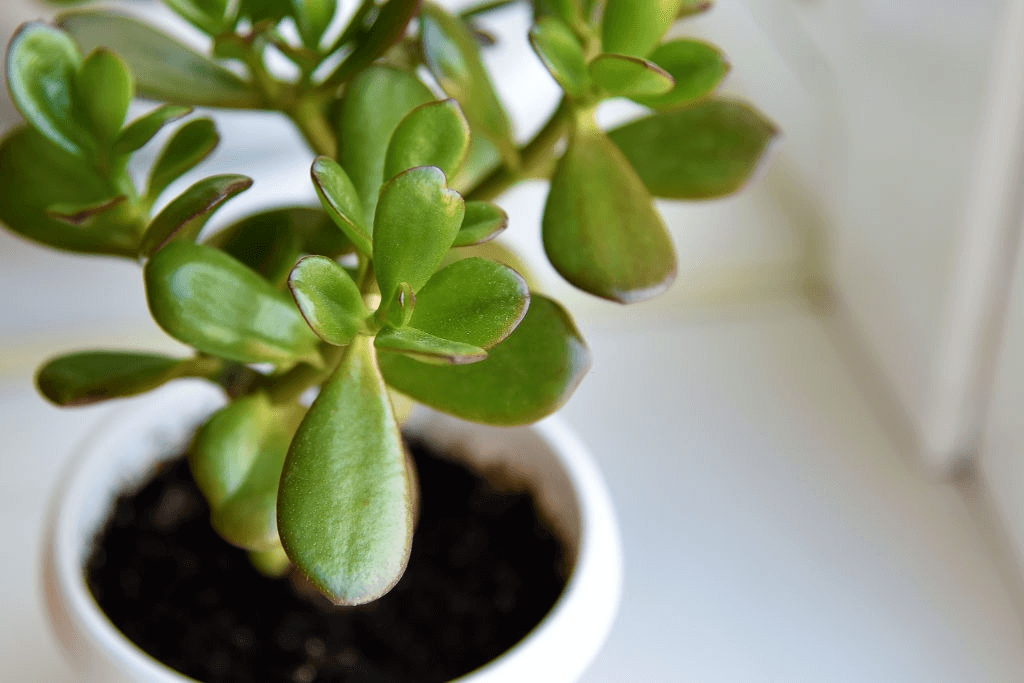 Jade Plant: How To Grow and Care for Jade Plants (Facts & Growing Problems)