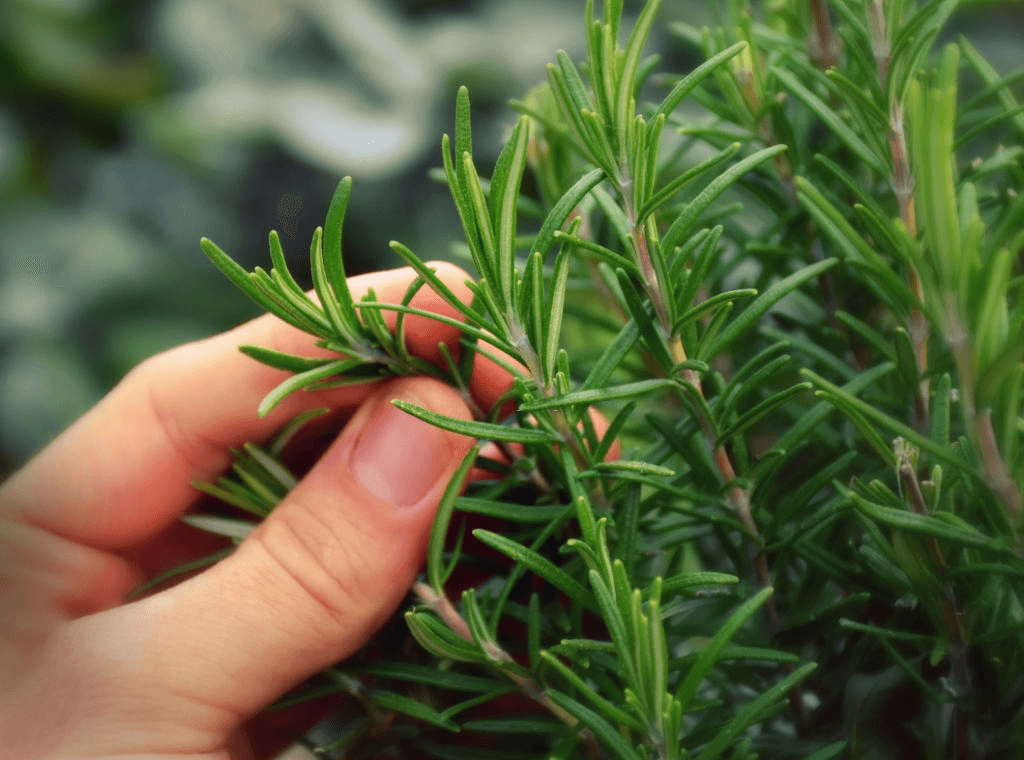 rosemary seedlings