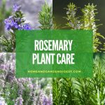 How To Grow and Care for Rosemary Plant