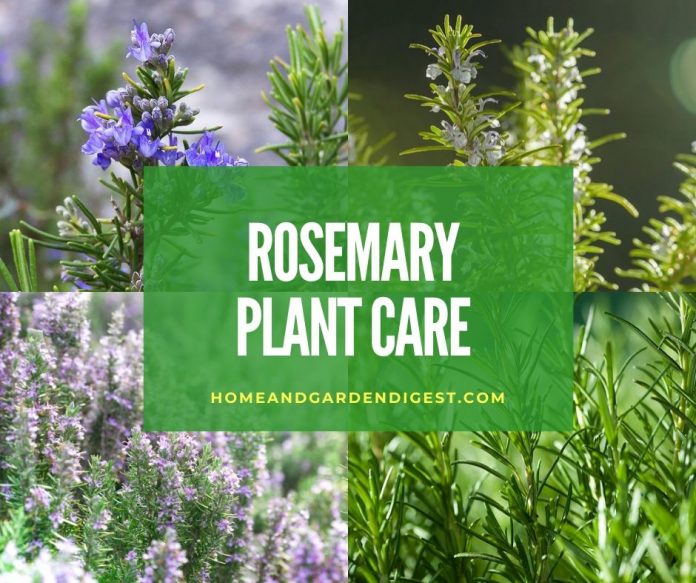 Rosemary Plant How To Plant, Grow, and Care for Rosemary Plants