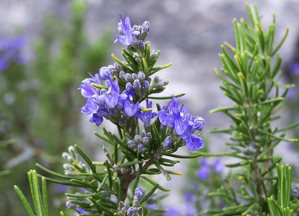 Rosemary Plant How To Plant, Grow, and Care for Rosemary Plants