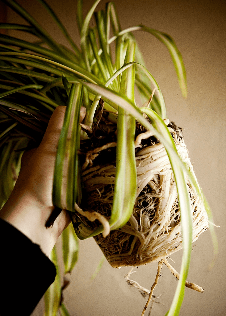 Spider plant soil mix information