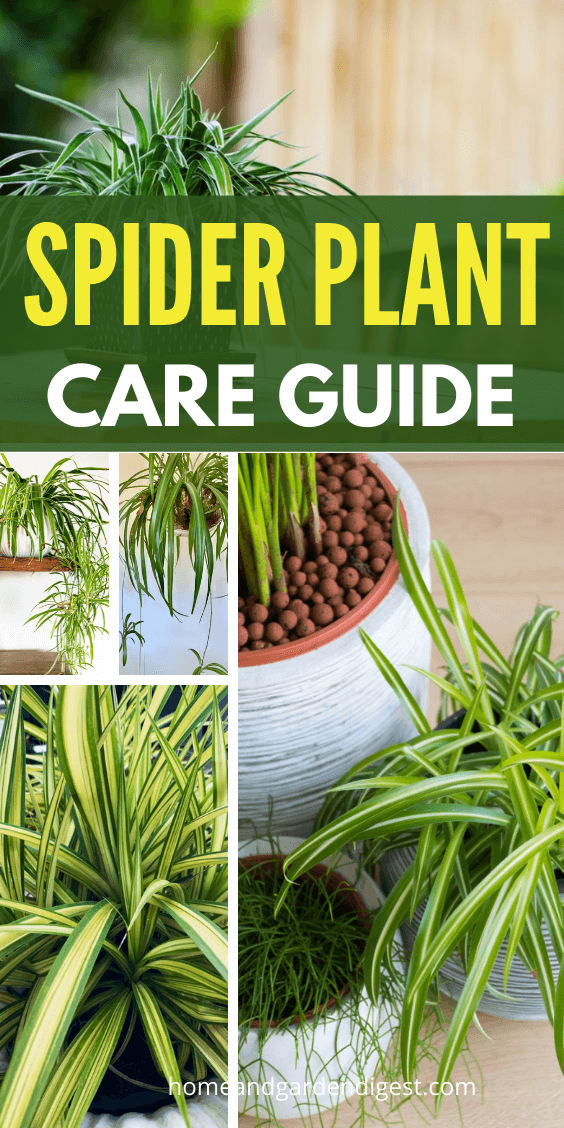 Spider Plant: How To Plant, Grow, and Care for Spider Plants