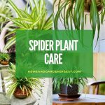 How To Grow and Care for Spider Plant