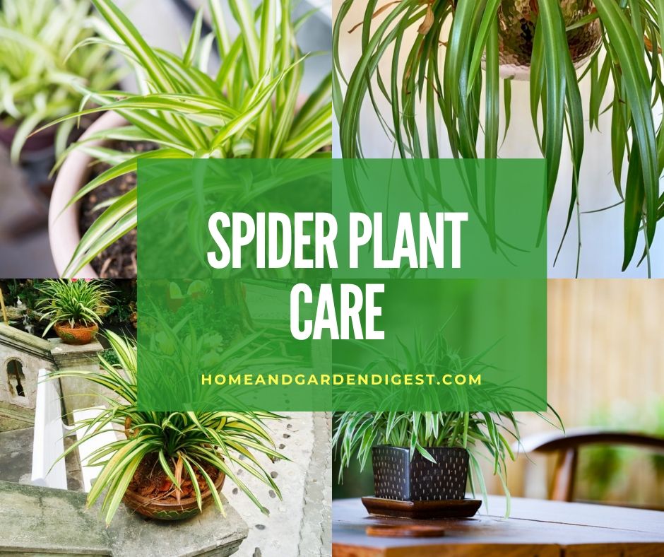 Hot to take care of a spider plant