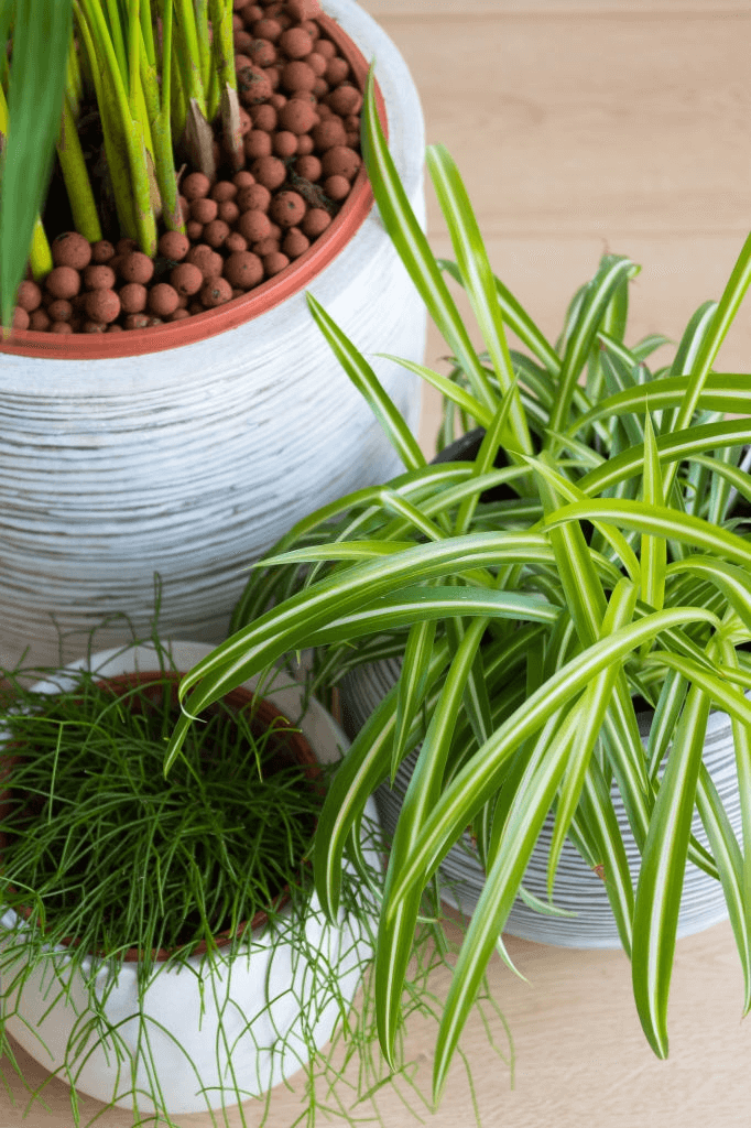 Spider Plant How To Plant Grow And Care For Spider Plants