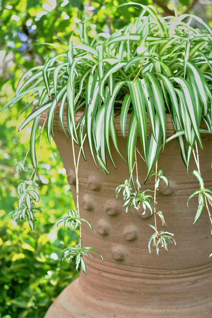 Spider Plant How To Plant, Grow, and Care for Spider Plants