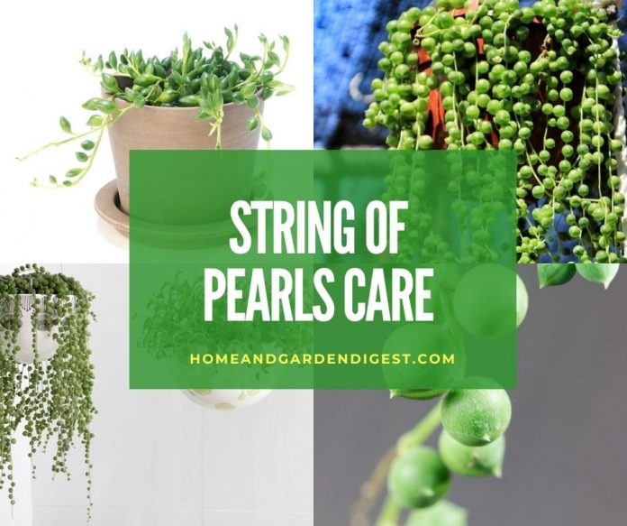 String Of Pearls: How To Grow, Care, & Propagate For Senecio Rowleyanus