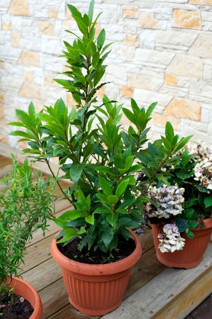 laurierblaadjes - planten die kakkerlakken afstoten