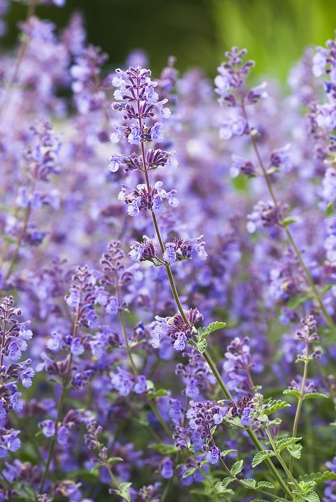 Catnip catmint plants - växter som avvisar roaches