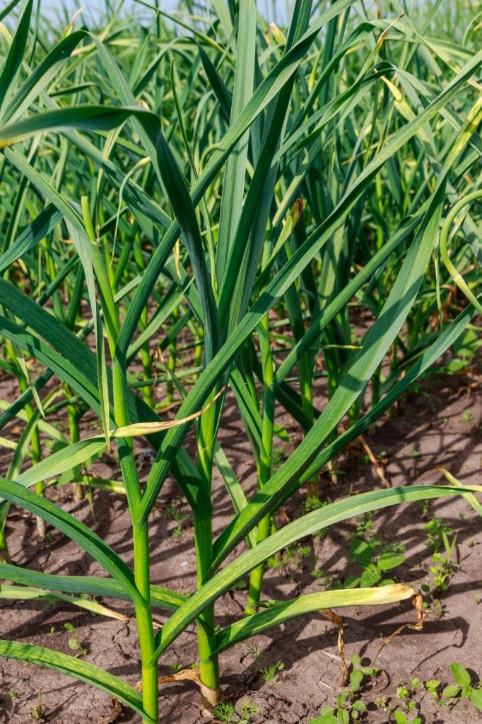 Garlic plants - Plants that repel roaches