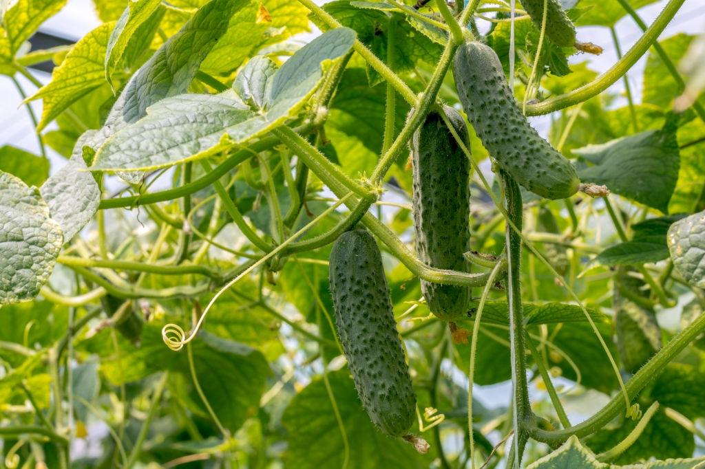 pepinos - plantas que repelem baratas