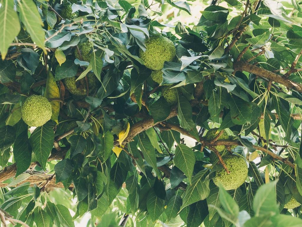 Osage Orangenbäume - Pflanzen, die Kakerlaken abstoßen