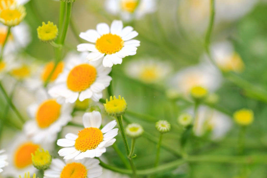 Pyrethrum flowers - kasveja, jotka karkottavat torakoita