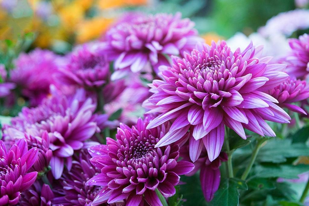 Fleurs de chrysanthème - Plantes qui repoussent les cafards