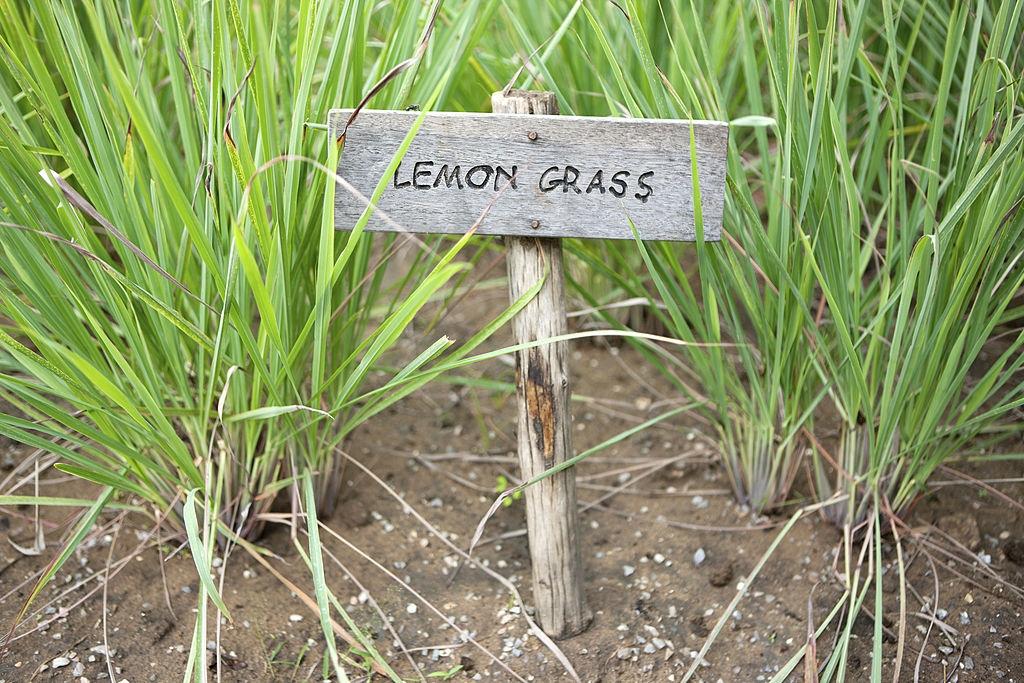 Citronela - Plantas que repelem baratas