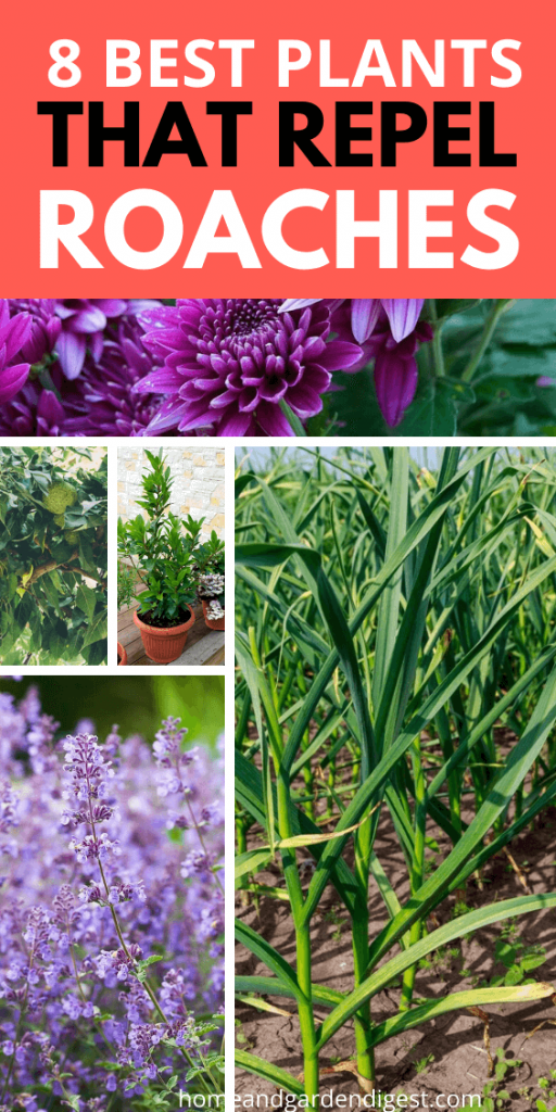Top 8 Plants That Repel Roaches Naturally Home and Garden Digest