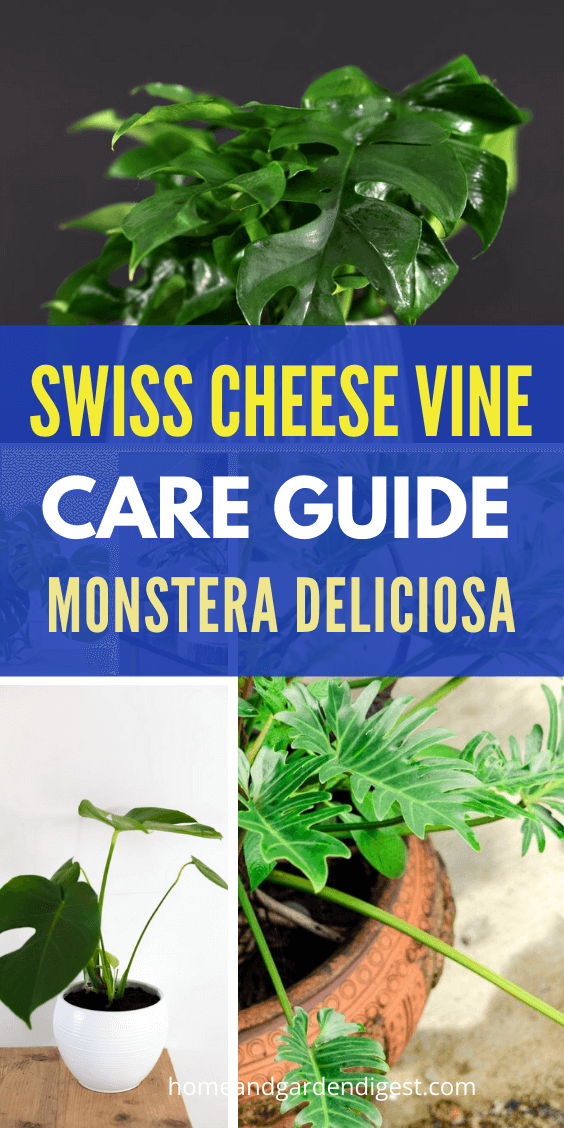 Swiss Cheese Vine Plant: How To Plant And Care For Monstera Deliciosa