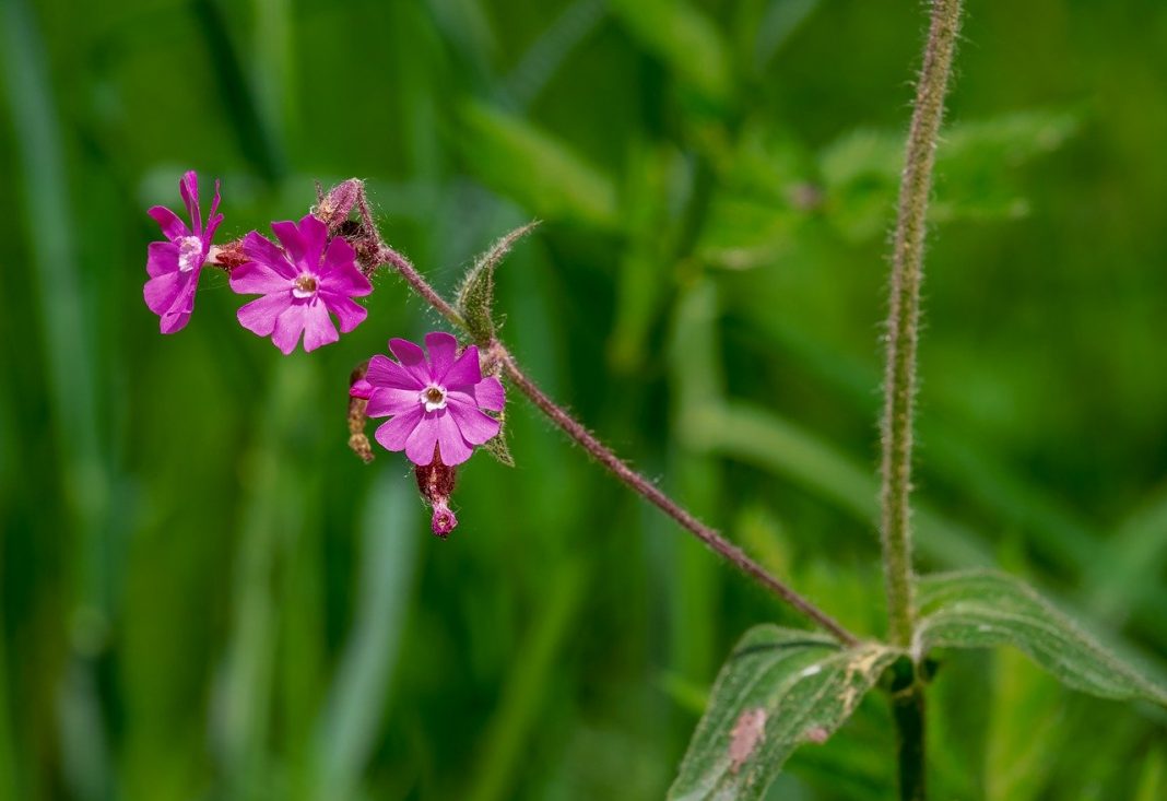 are there plants that repel ants