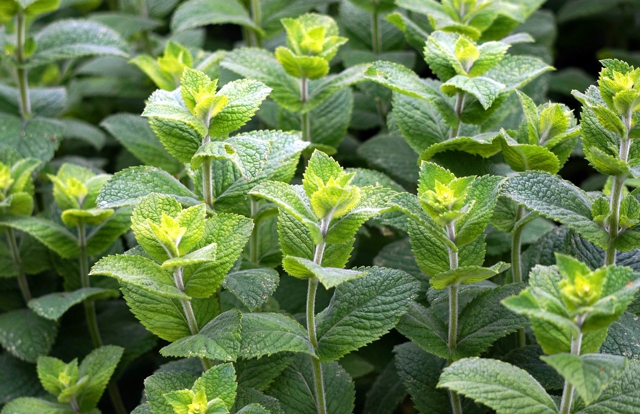 Top 8 Plants That Repel Ants Natural Ways Home And Garden Digest   Peppermint 