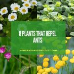 Top plants that repel ants