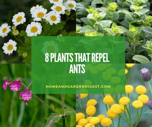 Top 8 Plants That Repel Ants Natural Ways Home And Garden Digest   Plants That Repel Ants 501x420 