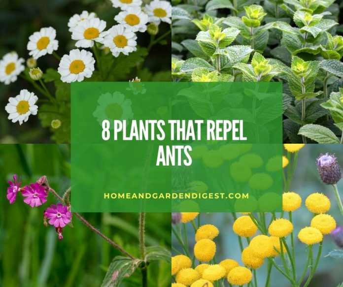 Top plants that repel ants
