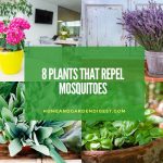 8 Plants That Repel Mosquitoes