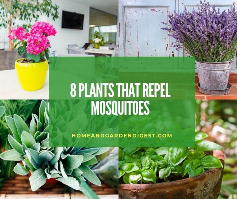 8 Best Plants That Repel Mosquitoes - Home and Garden Digest