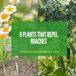8 Plants that Repel Roaches