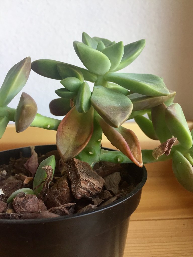 Succulent leaves turning brown