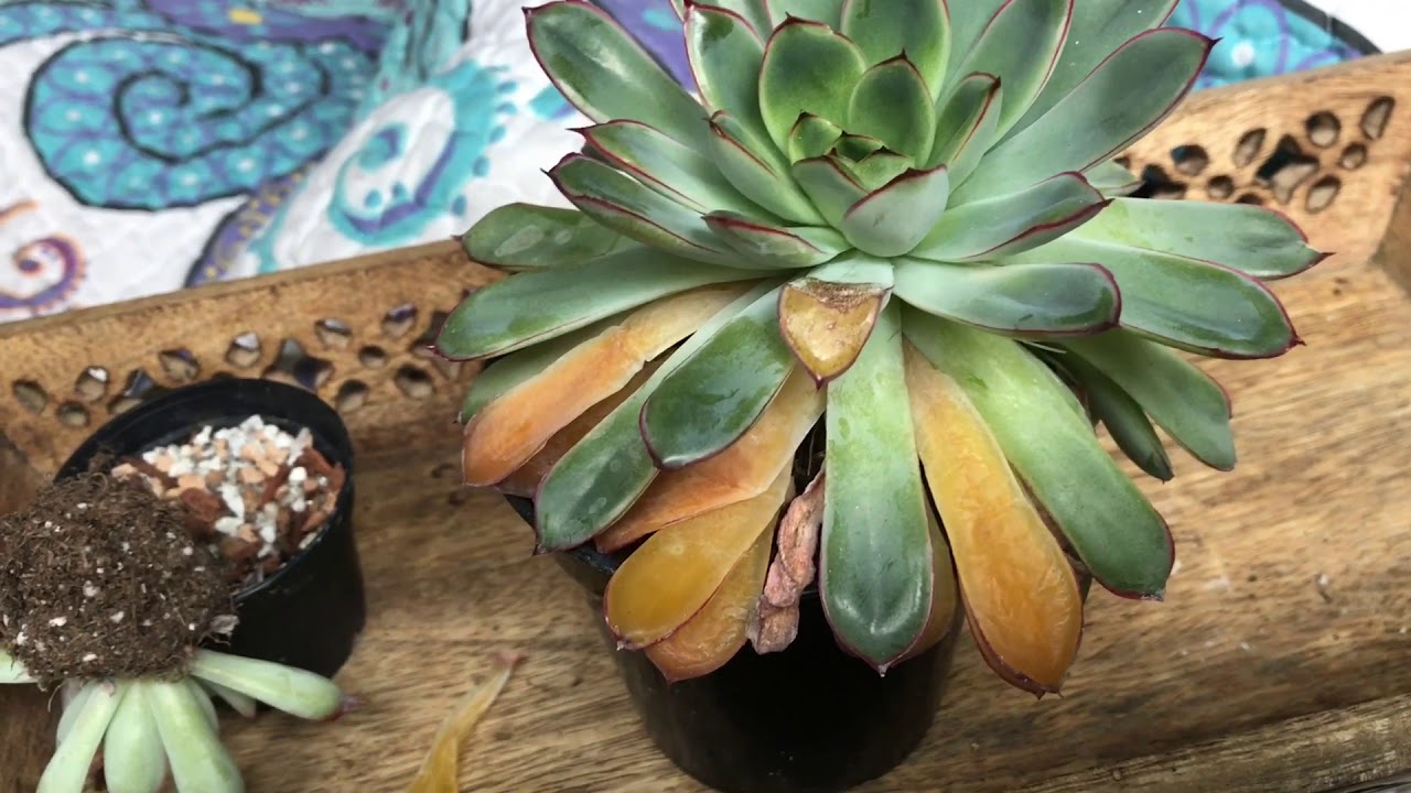 Why Are My Succulents Dying? and How To Revive a Dying Succulent