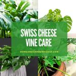 How To Grow and Care for Swiss Cheese Vine Plant
