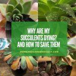 Why Are My Succulents Dying?