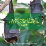 5 Animals that keep your garden safe