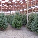 How to Pick and Care for Real Christmas Trees