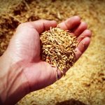 Tips and Tricks for Adding More Whole Grains to Family's Diet During the Holiday Season