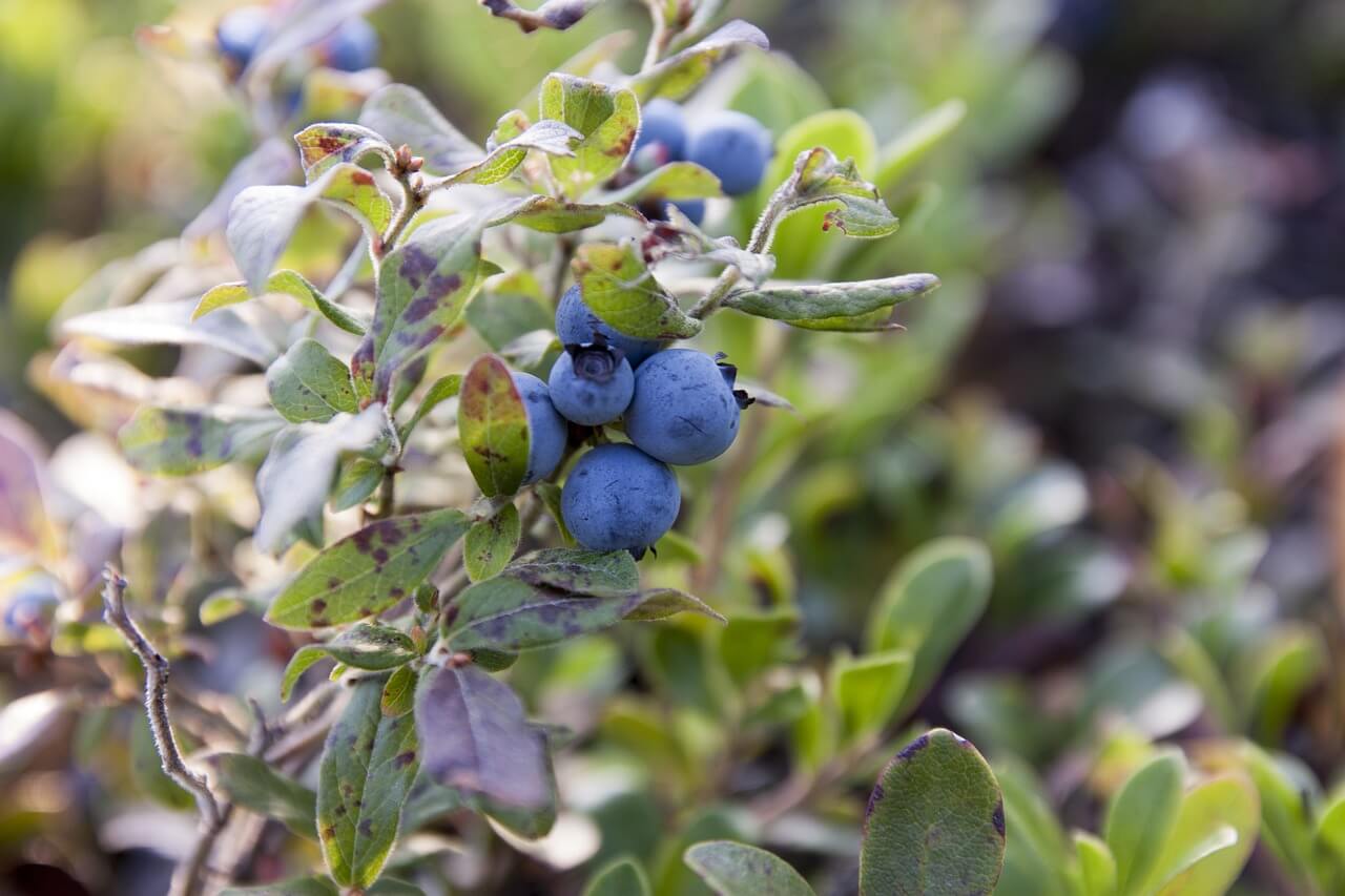 How To Grow and Care Organic Blueberry Plants In The Garden