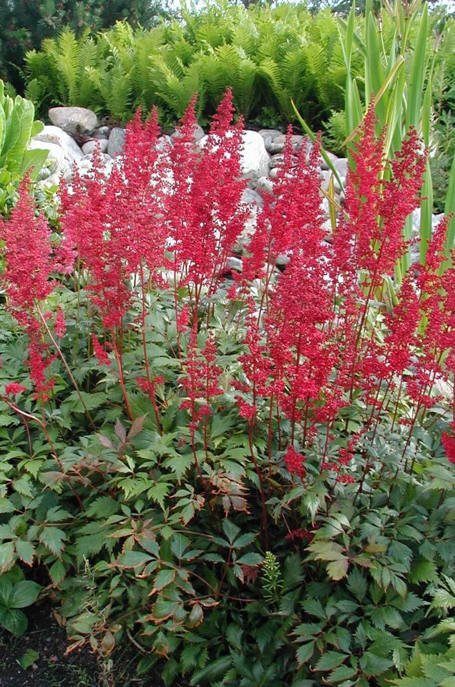 Astilbe Plant: How To Grow and Care For False Goat's Beard