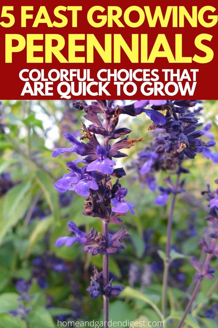 5 Fast Growing Perennials: Colorful Choices that are Quick to Grow