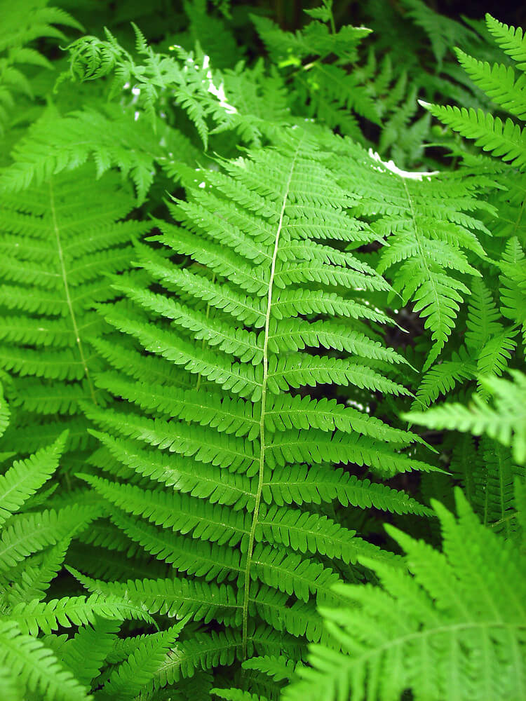 3 Short Ferns for the Landscape: Grow Under Two Feet Tall