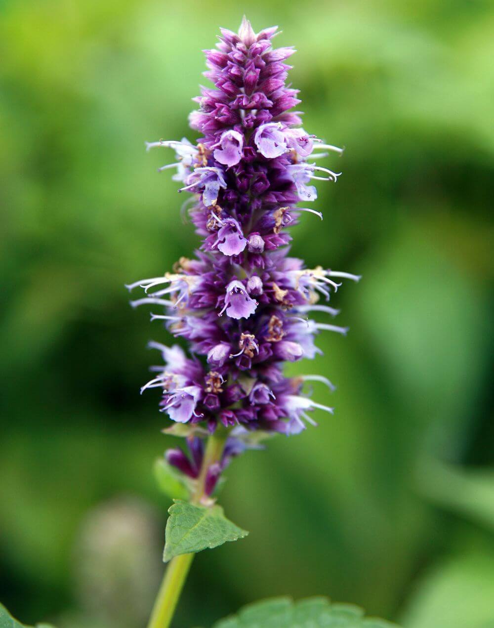 Growing, Planting and Using Agastache Hummingbird Mint (Anise Hyssop)